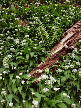 Ramsons, wild garlic blooming in forest