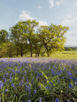 Bluebell field under sunny sky