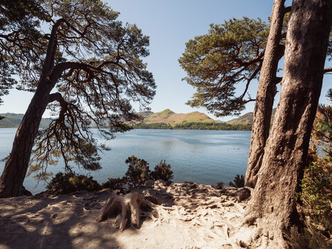 Fototapeta Tranquil lake scene with tall trees