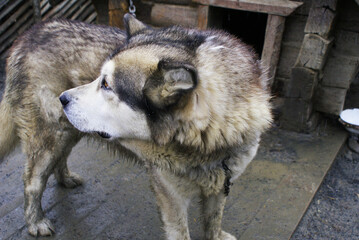 Sled dog alaskan malamute, man's best friend, pet.