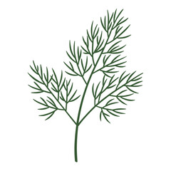Fototapeta premium Dill herb illustration with detailed leaves on white background 