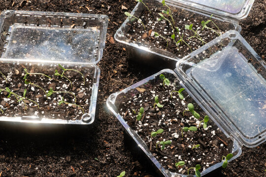 Garden Plant Seedlings