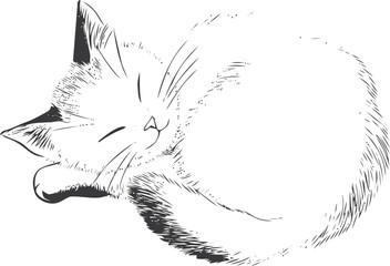 Cat sleeping sketch, hand drawn curled up feline resting peacefully — stock vector
