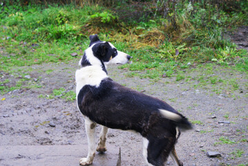 Norwegian mix sled dog e, man's best friend, pet.