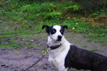 Norwegian mix sled dog e, man's best friend, pet.