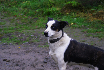 Norwegian mix sled dog e, man's best friend, pet.
