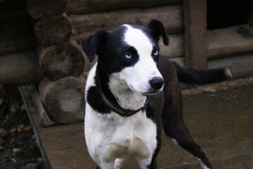 Norwegian mix sled dog e, man's best friend, pet.