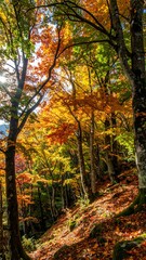 Autumn forest path (2)