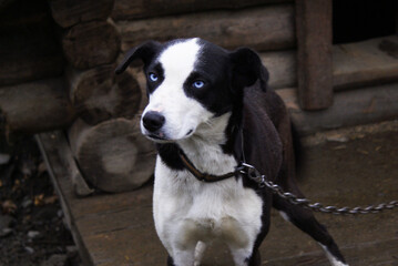 Norwegian mix sled dog e, man's best friend, pet.