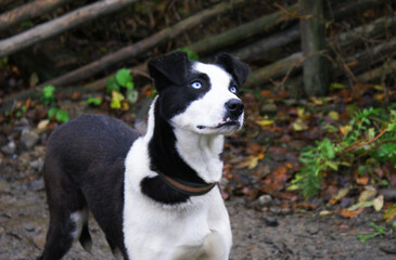 Norwegian mix sled dog e, man's best friend, pet.
