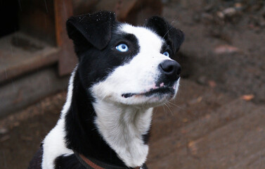 Norwegian mix sled dog e, man's best friend, pet.