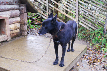 Norwegian mix sled dog e, man's best friend, pet.