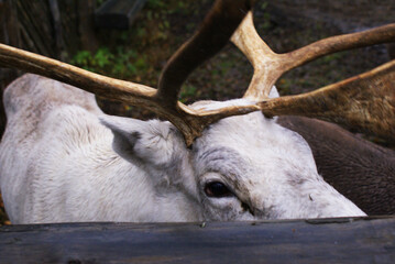 Reindeer in a zoo, caribou in North America, wild animal, nature.