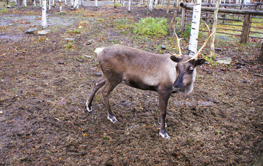 Reindeer in a zoo, caribou in North America, wild animal, nature.