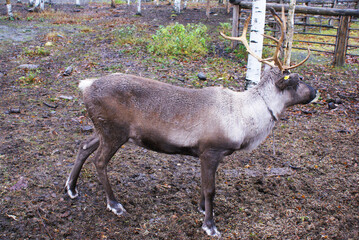 Reindeer in a zoo, caribou in North America, wild animal, nature.