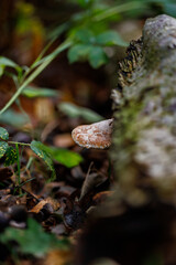 Close-up of a mushroom emerging from tree trunk in forest ground, symbol of autumn, nature and biodiversity.