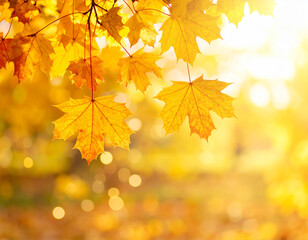 Golden Autumn Glow - Backlit Maple Leaves in Sunlight.