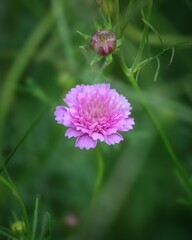 Obraz premium 青空とコスモスのある秋の風景 