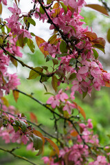 A branch of delicate pink blossoms with raindrops glistening on their petals, set against a soft green background, capturing the serene beauty of spring