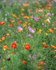 青空とコスモスのある秋の風景
