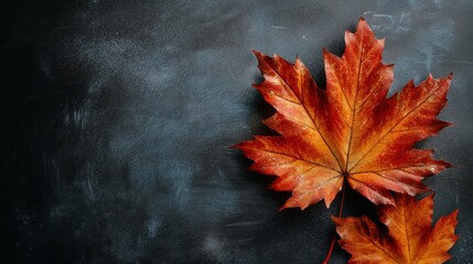 Autumn Colors of Maple Leaves