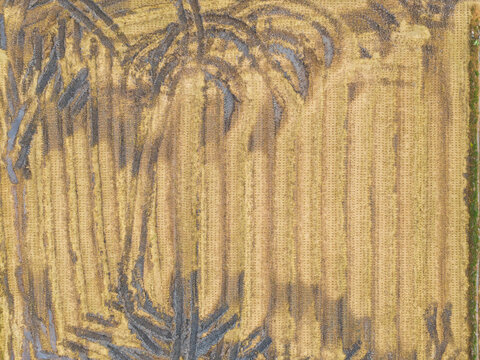 Abstract Harvested Rice Field with Machine Tracks