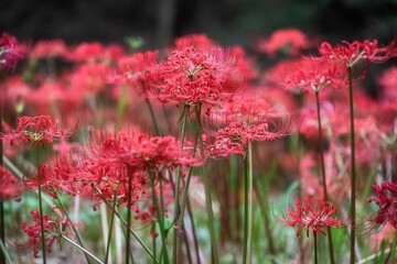 村上緑地公園　咲き始めの曼殊沙華
