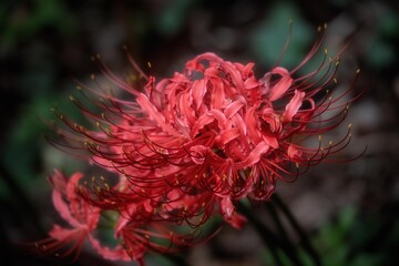 村上緑地公園　咲き始めの曼殊沙華
