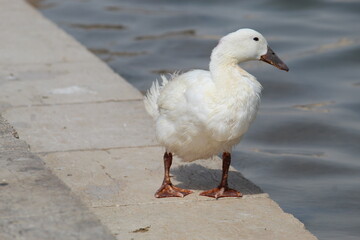 animal, art, background, beak, beautiful, bird, cartoon, character, collection, colorful, cute, design, domestic, drake, drawing, duck, duckling, farm, feather, flight, float, fly, fowl, fun, goose, g