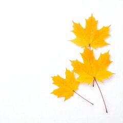 Fototapeta premium Autumn leaves on white background (1)