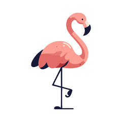 
flamingo illustration design
