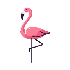 
flamingo illustration design