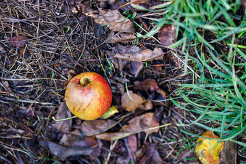 Close-up of a fallen apple lying on forest ground among dry leaves and grass, symbol of autumn, decay and food waste.