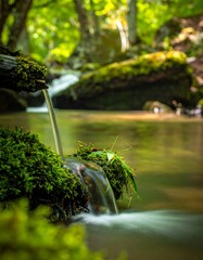 Forest stream flowing over mossy rocks
