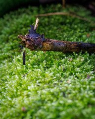 Close-up of vibrant green moss with a small fallen twig, symbol of forest ecosystem, growth and natural environment.