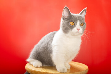 a british shorthair cat on a red background