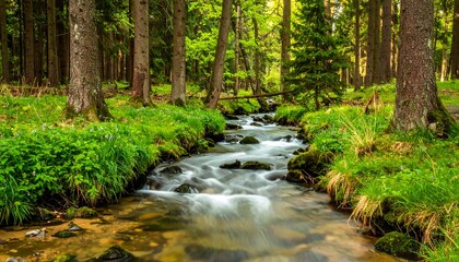 Forest stream scene, spring