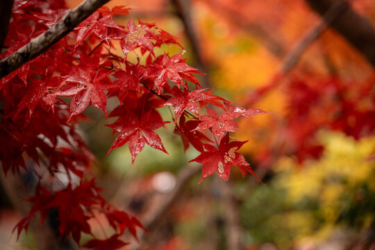 Red Maple Leaves. Autumn, Japan