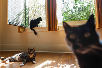 Funny Cat Looking at Camera with Two Lounging Cats