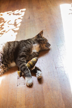 Cute Tabby Cat Lounges with Favorite Fish Toy