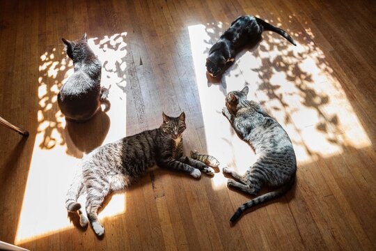 Four Cats Bask in the Morning Sunlight - Powered by Adobe