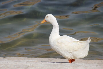 Fototapeta premium Baby duck in water in wadi namar Saudi Arabia Riyadh.14 September 2025