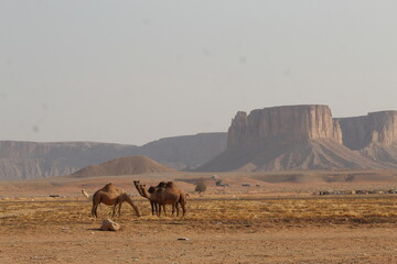 camel in the desert in saudi arabia Riyadh