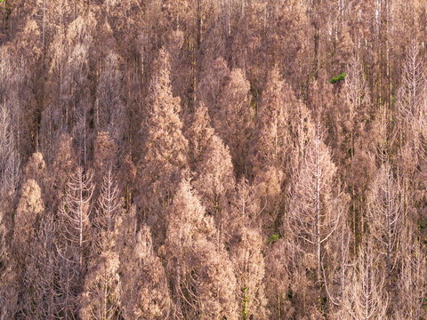 Wildfire Aftermath Dead Trees in Burned Forest 