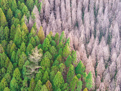 Forest Fire Root Damage Contrast