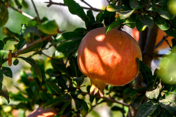 Ripe pomegranate fruit on tree branch in Cyprus