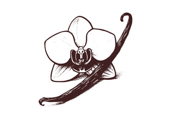 Vanilla Pod hand drawn sketch vector illustration
