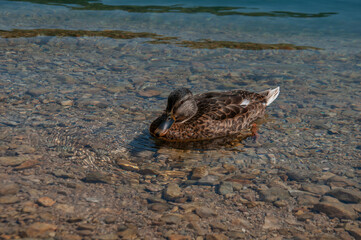 Amusing duck on lakeside with blue water backdrop