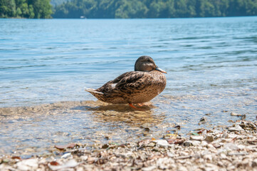 Humorous duck standing near turquoise lake