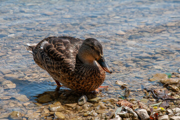 Entertaining duck portrait on azure lakeside